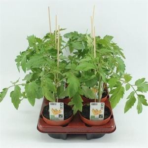 Bild von Tomaat. Cherrytomaat geel (12cm pot)